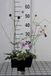 GRDplanten Duifkruid - Scabiosa col. 'Pink Mist' | 6x pot