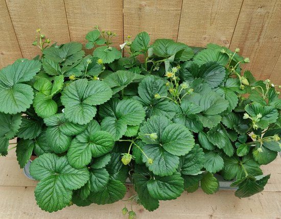 Warentuin natuurlijk Fragaria Aardbei 10 potjes per tray
