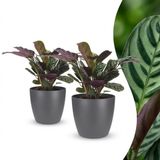 Plantenboetiek.nl Ctenanthe Burle Marxii - Visgraatplant - 2 Planten - met Potter Grijs - Ø12cm - 30cm hoog
