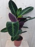 Warentuin natuurlijk - Calathea Warscewiczii Pauwenplant groot blad paarse onderkant 60 cm kamerplant