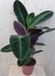 Warentuin natuurlijk - Calathea Warscewiczii Pauwenplant groot blad paarse onderkant 60 cm kamerplant