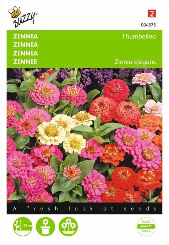 Buzzy Zinnia Thumbelina Mix - Zinnia elegans