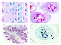 LIEDER Micropreparaat serie -mitose en meiose serie 1