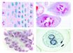 LIEDER Micropreparaat serie -mitose en meiose serie 1