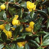 Arborix Berberis Berberis Frikartii 'Amstelveen' - Zuurbes - 25-30 cm pot: Compacte, decoratieve struik