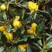 Arborix Berberis Berberis Frikartii 'Amstelveen' - Zuurbes - 25-30 cm pot: Compacte, decoratieve struik