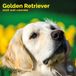 Baker & Bray Golden Retriever Kalender 2027 Wandkalender