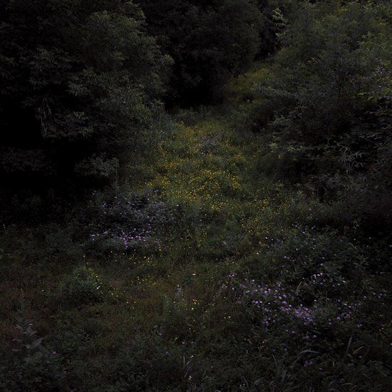 Konkurrent Fireworks - Higher Lonely Power (LP) (Coloured Vinyl) (Limited Edition)