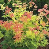 Arborix Acer Palmatum 'Orange Dream' - Japanse esdoorn 50-60 cm pot