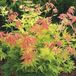 Arborix Acer Palmatum 'Orange Dream' - Japanse esdoorn 50-60 cm pot