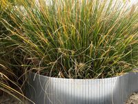 Intergard Cortenstaal borderrand flexibel 240x15cm