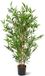 maxifleur Kunstplanten Designplants Japanse Bamboe kunstboom 90cm - UV bestendig