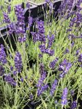 GRDplanten Groendecor Tuinarchitectuur 6x Lavandel - Lavandula angustifolia 'Hidcote' | 9x9 cm pot