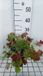 Groendecor Tuinarchitectuur 6x Geum 'Smokey Peach' | pot 9x9 cm