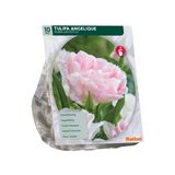 Baltus Tulipa Angelique 10 stuks bloembollen