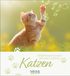 Geburtstagskalender Korsch Verlag Geburtstagskalender Katzen