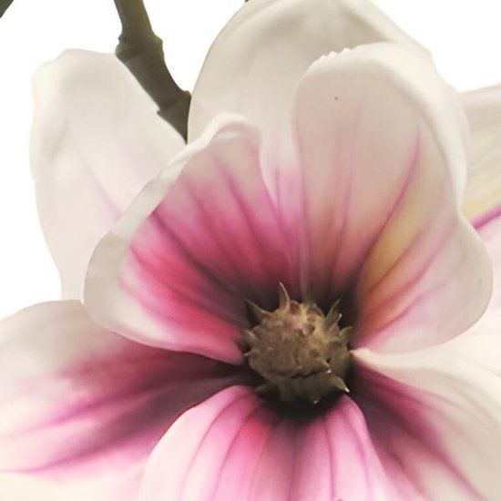 Erutan avon Magnolia Japanese garden white burgundy 51 cm