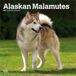 Alaskan BrownTrout Alaskan Malamutes 2027 - 16-Monatskalender