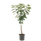 Fruithof Prunus avium Sunburst laagstam