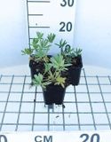 GRDplanten 6x Lupine - Lupinus hybr. 'Gallery Yellow' | 9x9 cm pot