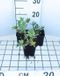 GRDplanten 6x Lupine - Lupinus hybr. 'Gallery Yellow' | 9x9 cm pot