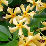 Bloomique Trachelospermum Star of Toscana Klimplant - Jasmijn - Geel - Winterhard - Groenblijvend - Hoogte 50-70 cm