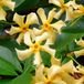 Bloomique Trachelospermum Star of Toscana Klimplant - Jasmijn - Geel - Winterhard - Groenblijvend - Hoogte 50-70 cm