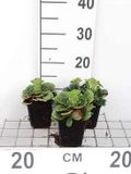 GRDplanten Groendecor Tuinarchitectuur 6x Steenbreek - Saxifraga urbium | 9x9 cm pot