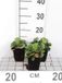 GRDplanten Groendecor Tuinarchitectuur 6x Steenbreek - Saxifraga urbium | 9x9 cm pot