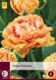 JUB Tulipa Brisbane JUB, 5 bloembollen