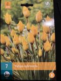 JUB - Tulipa sylvestris
