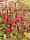 GRDplanten Groendecor Tuinarchitectuur 6x Bellenplant - Fuchsia hybr. 'Riccartonii' | 9x9 cm pot