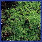 Konkurrent Matthias Puech - Mt. Hadamard National Park (LP) (Coloured Vinyl)