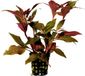 Menno's Dierenwereld Waterplant Alternanthera cardinalis 5cm pot