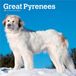 Great Browntrout Publishers Great Pyrenees - Pyrenäenberghund 2027 - 16-Monatskalender