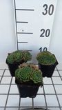 GRDplanten Groendecor Tuinarchitectuur 6x Huislook - Sempervivum grandiflorum | 9x9 cm pot