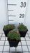 GRDplanten Groendecor Tuinarchitectuur 6x Huislook - Sempervivum grandiflorum | 9x9 cm pot