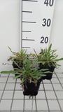 GRDplanten Groendecor Tuinarchitectuur 6x Duifkruid - Scabiosa cauc. 'Miss Willmott' | 9x9 cm pot