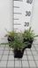 GRDplanten Groendecor Tuinarchitectuur 6x Duifkruid - Scabiosa cauc. 'Miss Willmott' | 9x9 cm pot