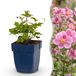 Green boutiQ - Herfst Anemoon - Anemone hup. Splendens - Rose foncé - 12 Plantes