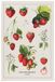 Now Designs Vintage aardbeien bedrukte keukendoek, 46 x 71 cm