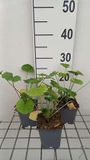 GRDplanten Groendecor Tuinarchitectuur 6x Muskuskaasjeskruid - Malva sylvestris | 9x9 cm pot