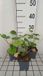 GRDplanten Groendecor Tuinarchitectuur 6x Muskuskaasjeskruid - Malva sylvestris | 9x9 cm pot