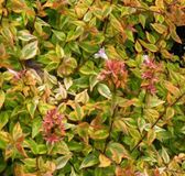 Arborix Abelia Grandiflora Kaleidoscope - Abelia 25-30 cm in pot