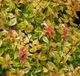 Arborix Abelia Grandiflora Kaleidoscope - Abelia 25-30 cm in pot