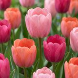 Green boutiQ - 160x Tulipa Positive Vibe - Tulp Positive Vibe - Diversen - Voorjaarsbloeier - Bolmaat 11/12