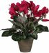 Mica Decorations Cyclaam Kunstplant in Bloempot Stan - H30 x Ø30 cm - Donkerroze