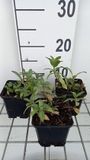Groendecor Tuinarchitectuur 6x Lysimachia ephemerum | pot de 9x9 cm
