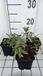 GRDplanten Groendecor Tuinarchitectuur 6x Wederik - Lysimachia ephemerum | 9x9 cm pot