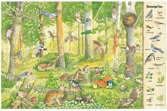 Kijk- en zoekboek - In het bos | Paperback